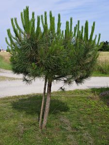 Italian Stone Pine | Small Tree Seedling | The Jonsteen Company