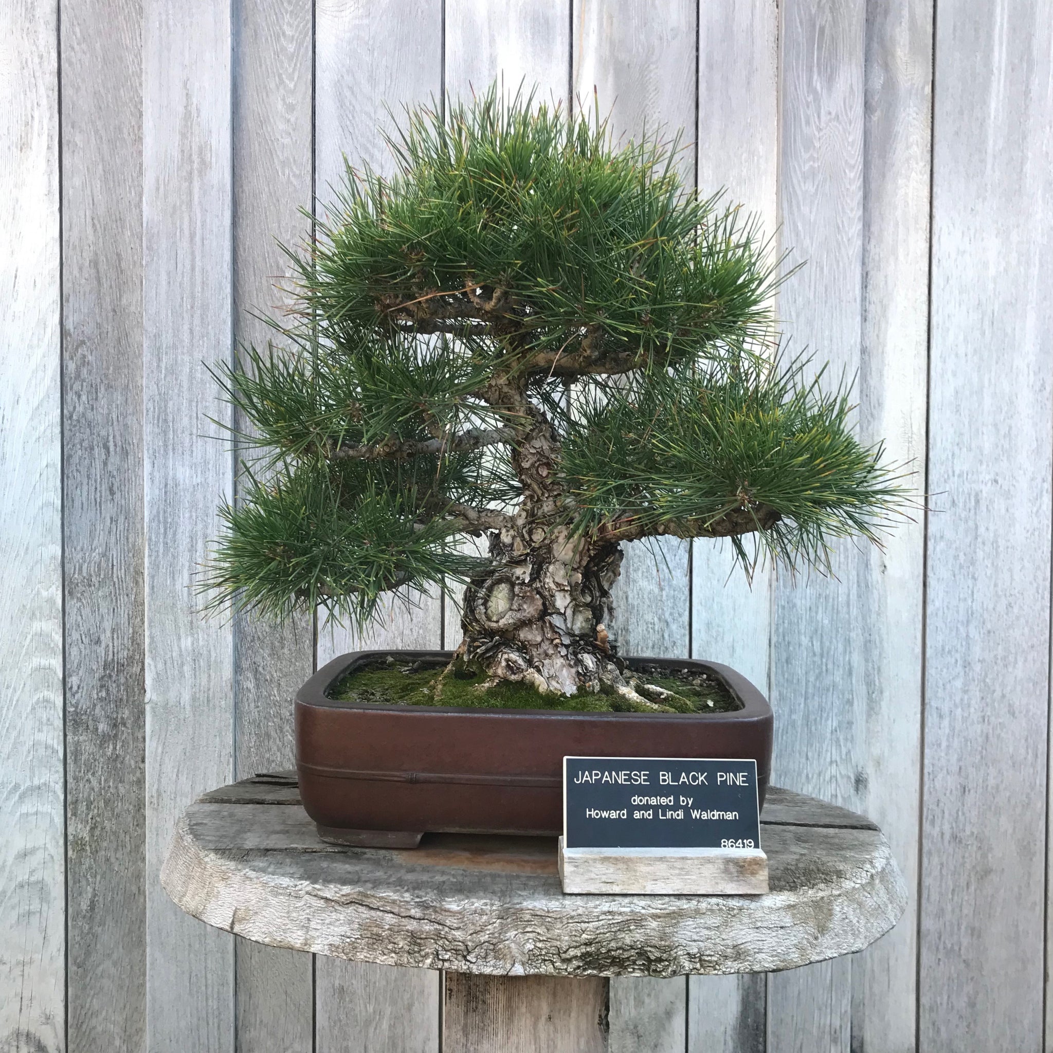 bonsai tree japanese black pine Japanese Black Pine