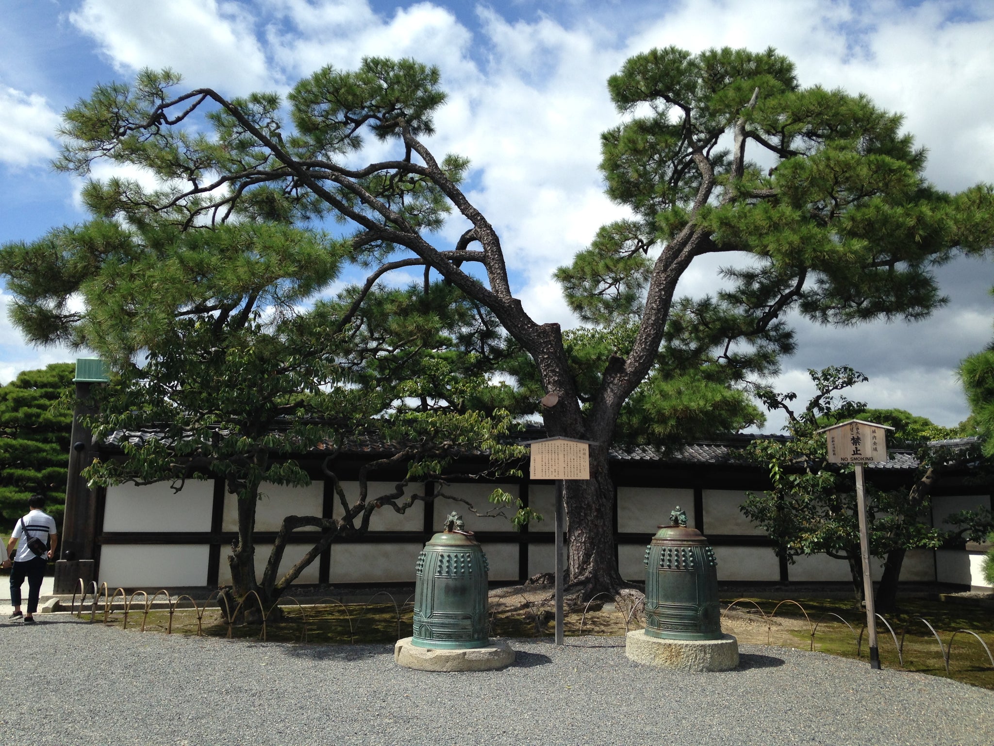 japanese black pine bonsai tree kit Japanese Black Pine