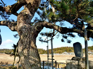 Japanese Black Pine | Medium Tree Seedling | The Jonsteen Company
