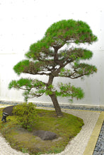 Load image into Gallery viewer, Japanese Black Pine | Medium Tree Seedling | The Jonsteen Company