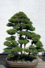 Load image into Gallery viewer, Japanese Cedar | Mini-Grow Kit | The Jonsteen Company