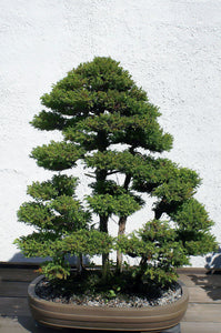 Japanese Cedar | Mini-Grow Kit | The Jonsteen Company