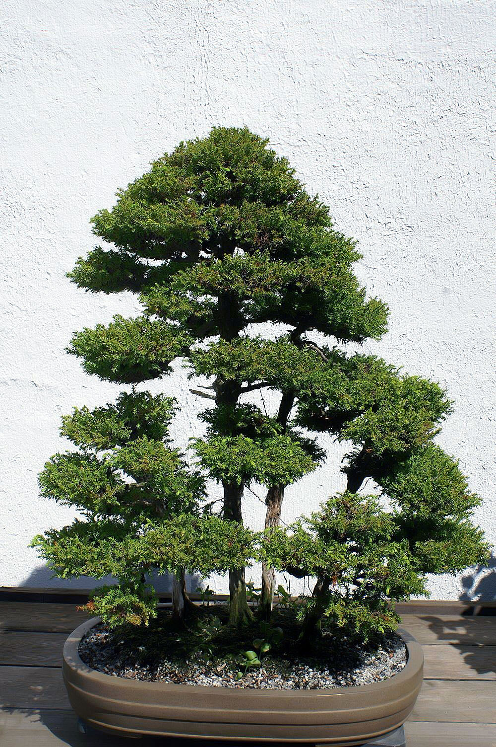 cedar bonsai tree for sale Japanese Cedar | Bonsai Stock
