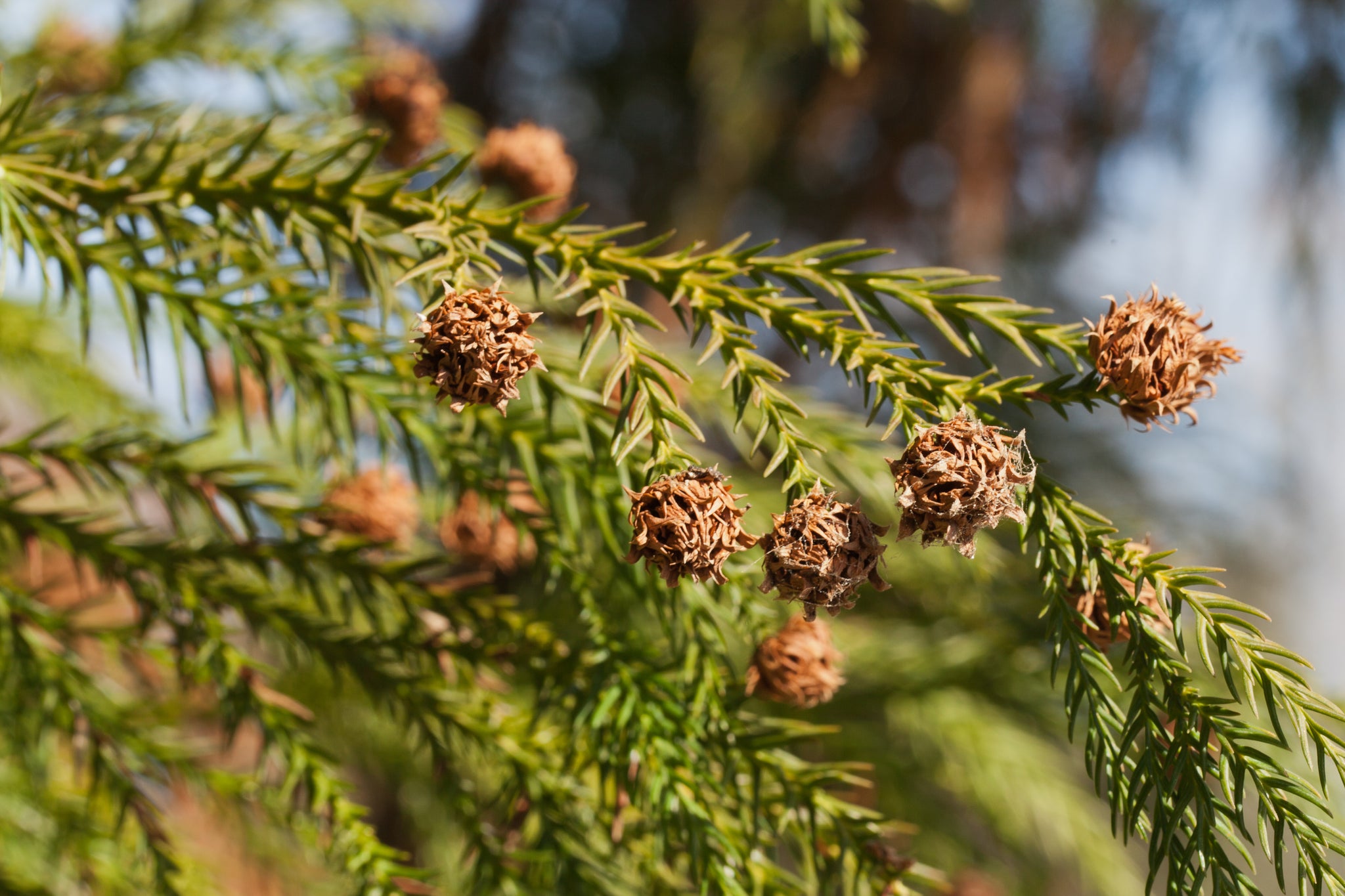 japanese red cedar house plant Japanese Cedar