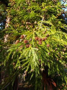 Japanese Cedar | Small Tree Seedling | The Jonsteen Company