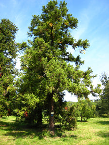 Japanese Cedar | Small Tree Seedling | The Jonsteen Company