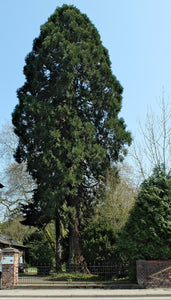 Japanese Cedar | XL Tree Seedling | The Jonsteen Company