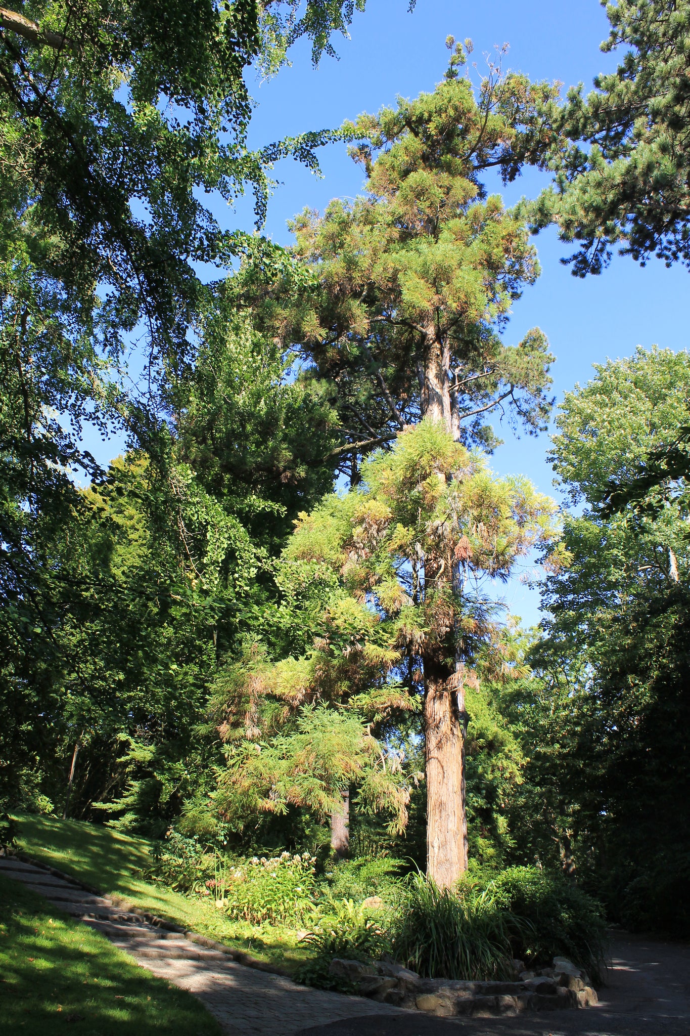 Japanese Cedar | Medium Tree Seedling – The Jonsteen Company