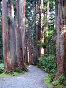 Japanese Cedar | Lot of 30 Tree Seedlings | The Jonsteen Company