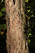 Load image into Gallery viewer, Japanese Cedar | XL Tree Seedling | The Jonsteen Company