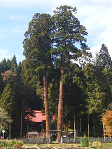 Japanese Cedar | Medium Tree Seedling | The Jonsteen Company