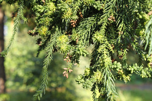 Japanese Cedar | Lot of 30 Tree Seedlings | The Jonsteen Company