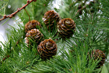 Load image into Gallery viewer, Japanese Larch | Small Tree Seedling | The Jonsteen Company