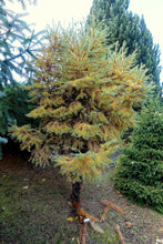 Load image into Gallery viewer, Japanese Larch | Medium Tree Seedling | The Jonsteen Company