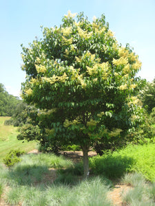 Japanese Tree Lilac | Small Tree Seedling | The Jonsteen Company