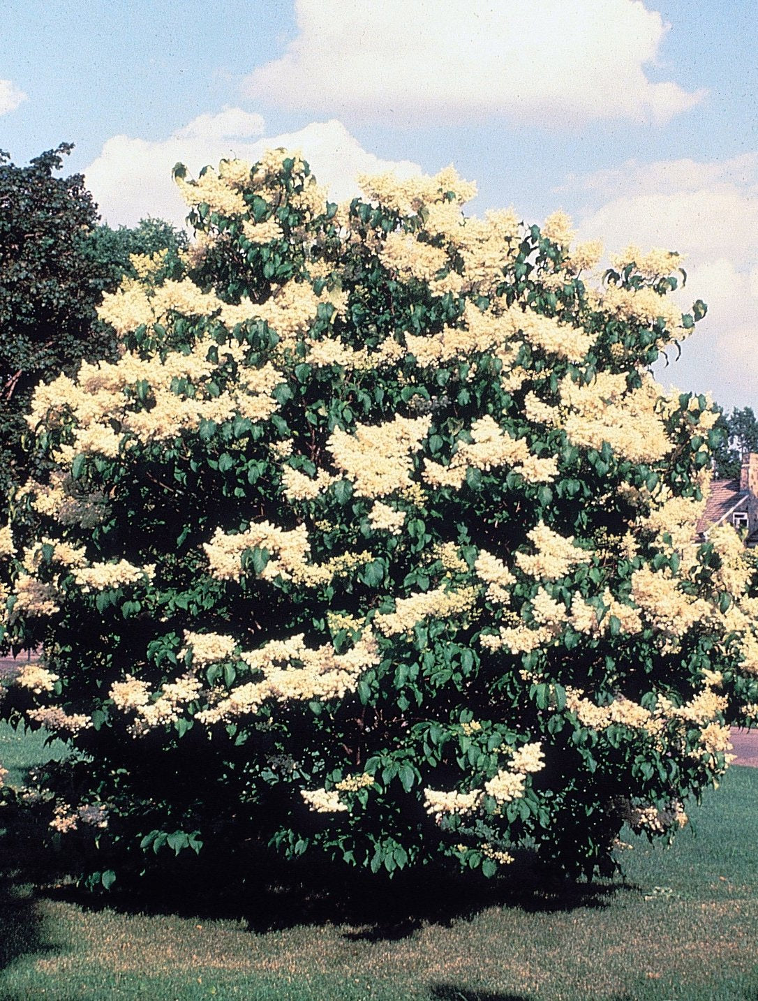 japanese lavender tree Japanese Tree Lilac
