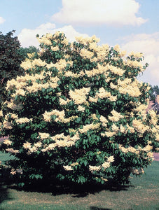 Japanese Tree Lilac | Medium Tree Seedling | The Jonsteen Company