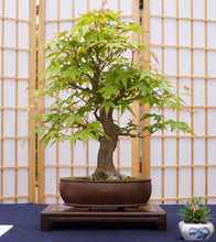 Load image into Gallery viewer, Bonsai Tree | Japanese Maple | The Jonsteen Company