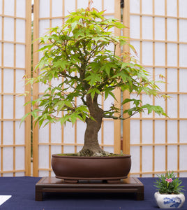 Bonsai Tree | Japanese Maple | The Jonsteen Company