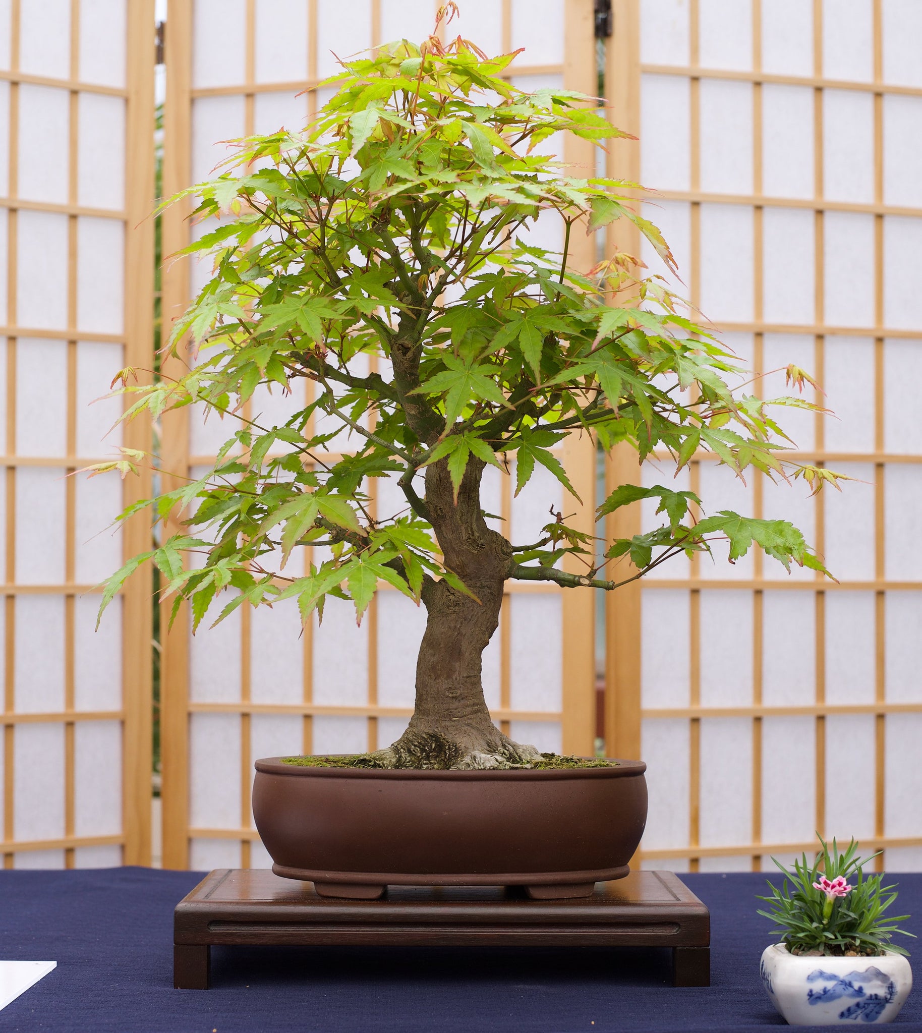 mini maple bonsai tree Japanese Maple