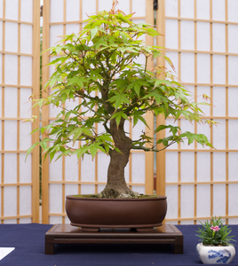 buy real bonsai tree Grow Your Own Bonsai Tree Kit Japanese Maple