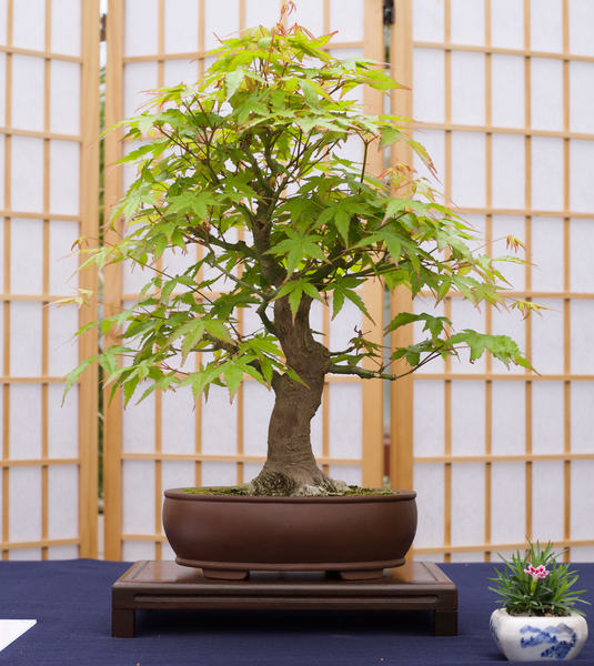 Bonsai Tree | Seed Grow Kit