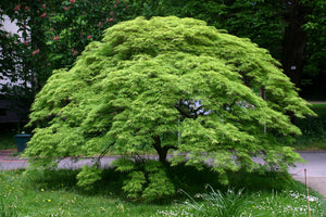 Japanese Maple | Tree Seedling Cluster | The Jonsteen Company