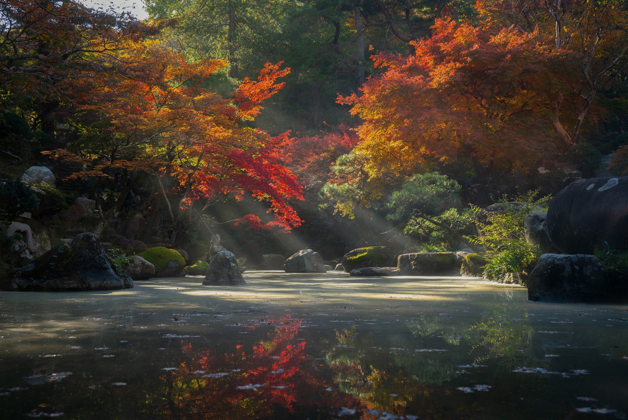Japanese Maple | Small Tree Seedling – The Jonsteen Company