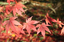 Load image into Gallery viewer, Japanese Red Maple | The Jonsteen Company