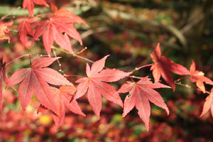 Japanese Red Maple | The Jonsteen Company