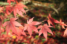 Load image into Gallery viewer, Japanese Red Maple | Mini-Grow Kit | The Jonsteen Company