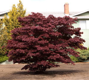 Japanese Red Maple | The Jonsteen Company