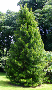 Japanese Umbrella Pine | Small Tree Seedling | The Jonsteen Company