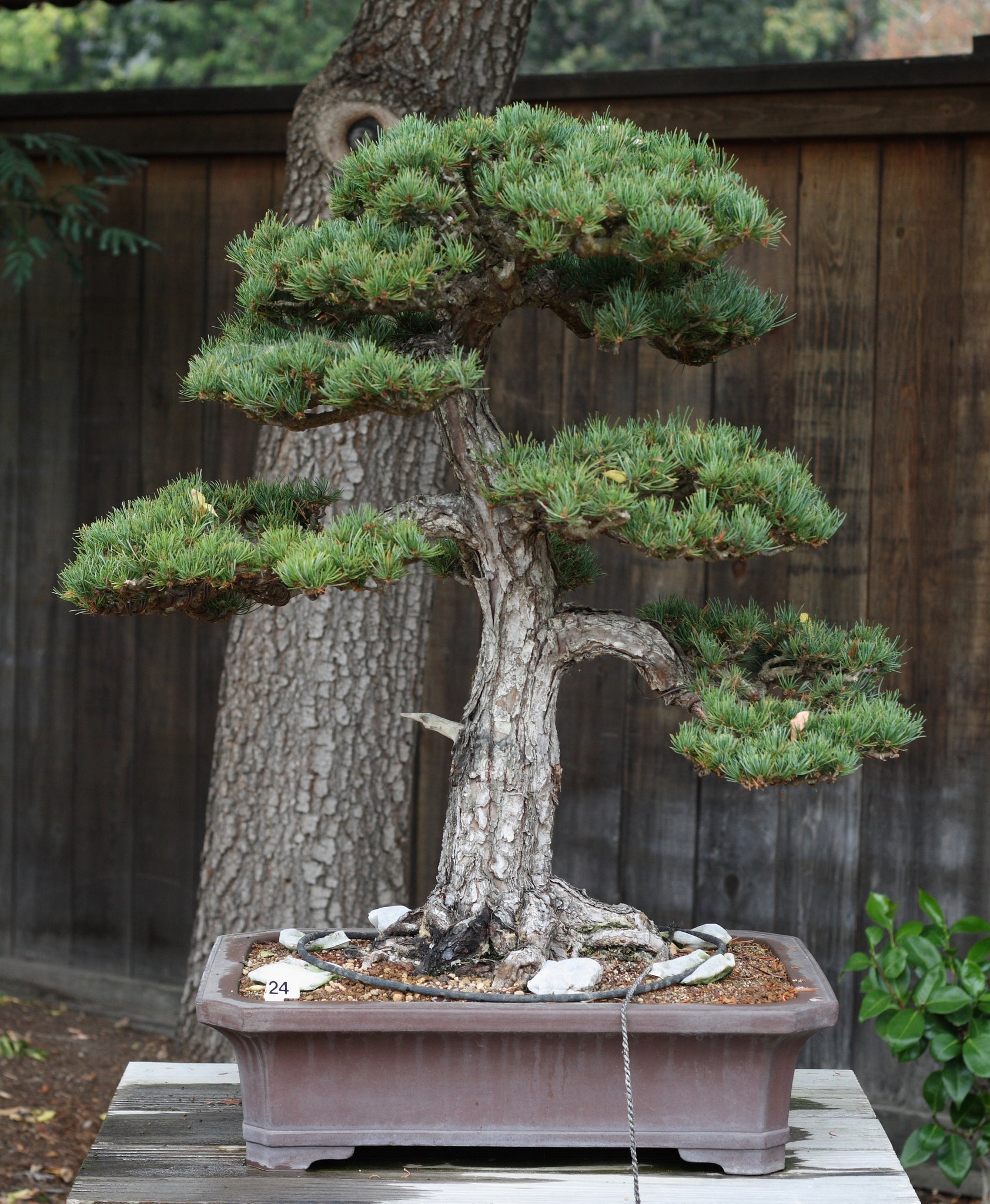 white pine tree bonsai Japanese White Pine