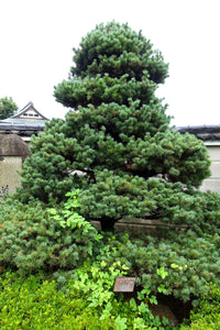 Japanese White Pine | Medium Tree Seedling | The Jonsteen Company