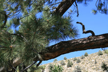 Load image into Gallery viewer, Jeffrey Pine | Small Tree Seedling | The Jonsteen Company