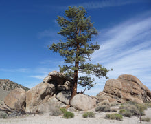 Load image into Gallery viewer, Jeffrey Pine | Small Tree Seedling | The Jonsteen Company