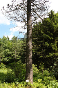 Jeffrey Pine | Medium Tree Seedling | The Jonsteen Company
