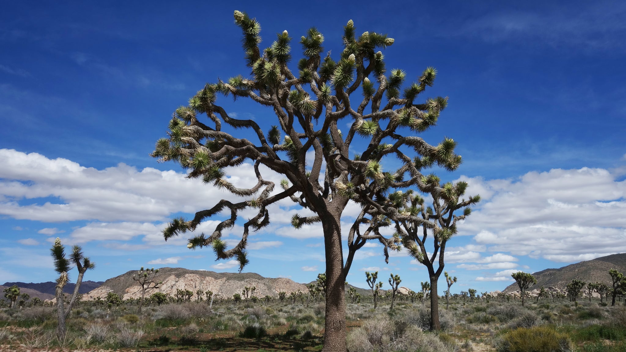 Josling Tree Joshua Tree | Medium Tree Seedling – The Jonsteen Company
