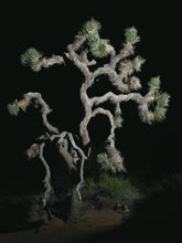 Load image into Gallery viewer, Joshua Tree | Large Tree Seedling | The Jonsteen Company