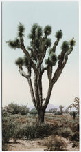 Load image into Gallery viewer, Joshua Tree | Large Tree Seedling | The Jonsteen Company
