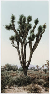 Joshua Tree | Large Tree Seedling | The Jonsteen Company