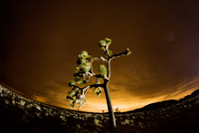 Load image into Gallery viewer, Joshua Tree | Medium Tree Seedling | The Jonsteen Company