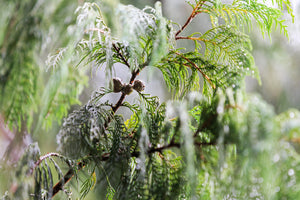 Kashmir Cypress | Medium Tree Seedling | The Jonsteen Company