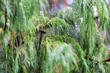 Load image into Gallery viewer, Kashmir Cypress | Medium Tree Seedling | The Jonsteen Company