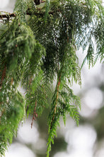Load image into Gallery viewer, Kashmir Cypress | Lot of 30 Tree Seedlings | The Jonsteen Company