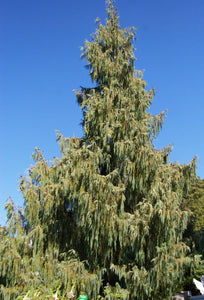 Kashmir Cypress | Lot of 30 Tree Seedlings | The Jonsteen Company