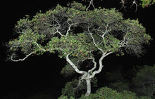 Load image into Gallery viewer, Leather Oak | Medium Tree Seedling | The Jonsteen Company