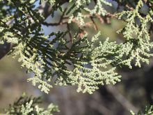 Load image into Gallery viewer, MacNab Cypress | Small Tree Seedling